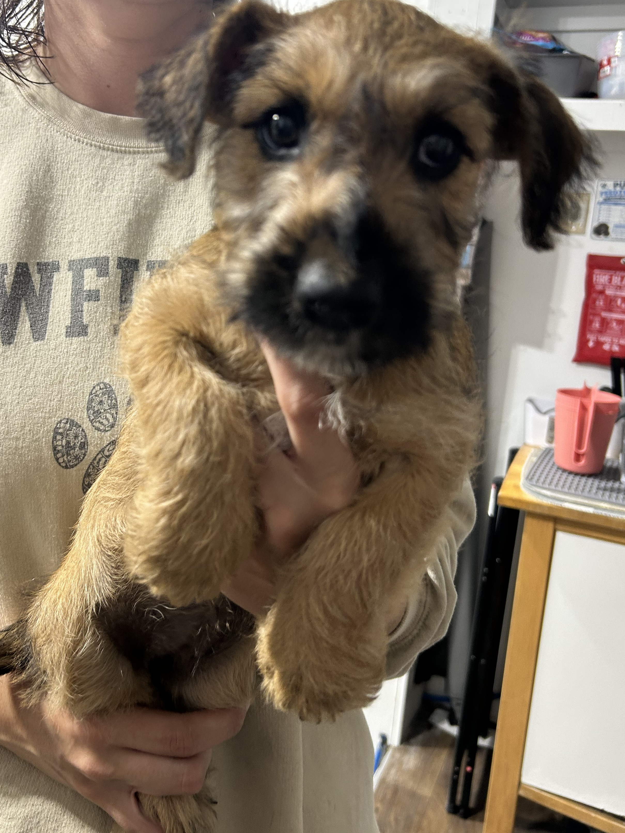 Biscuit