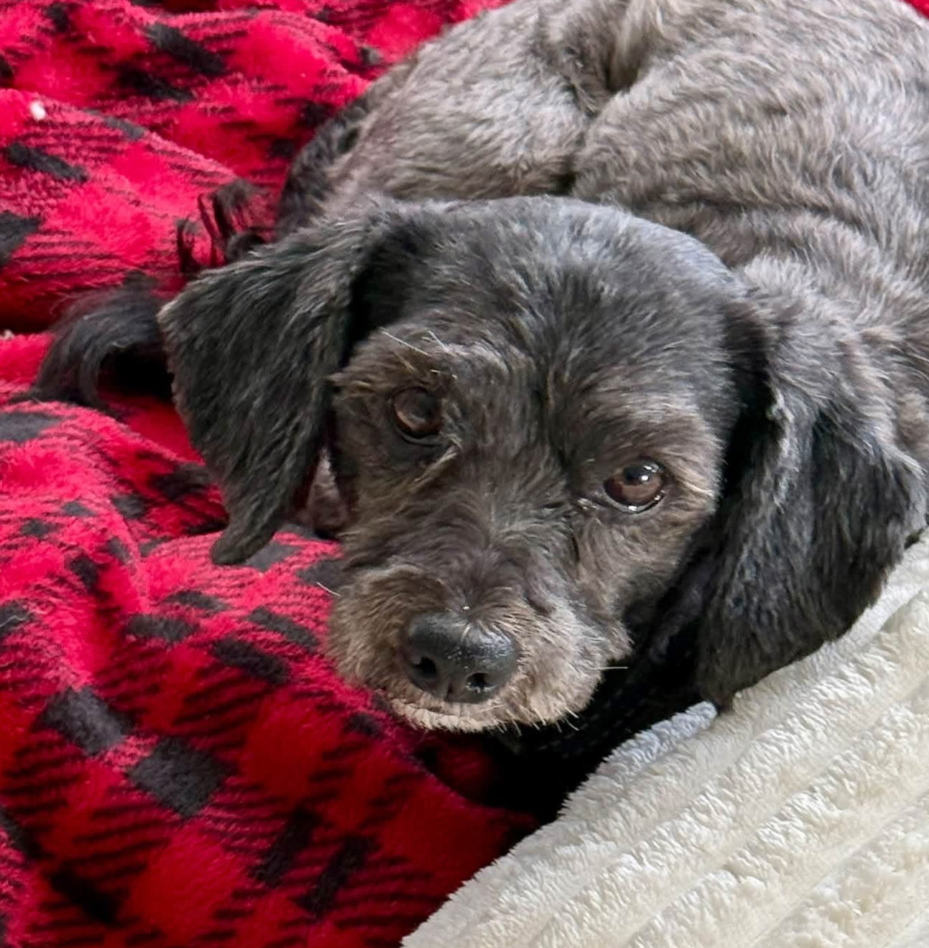 Archie