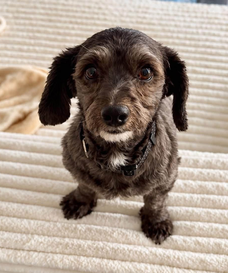 Archie