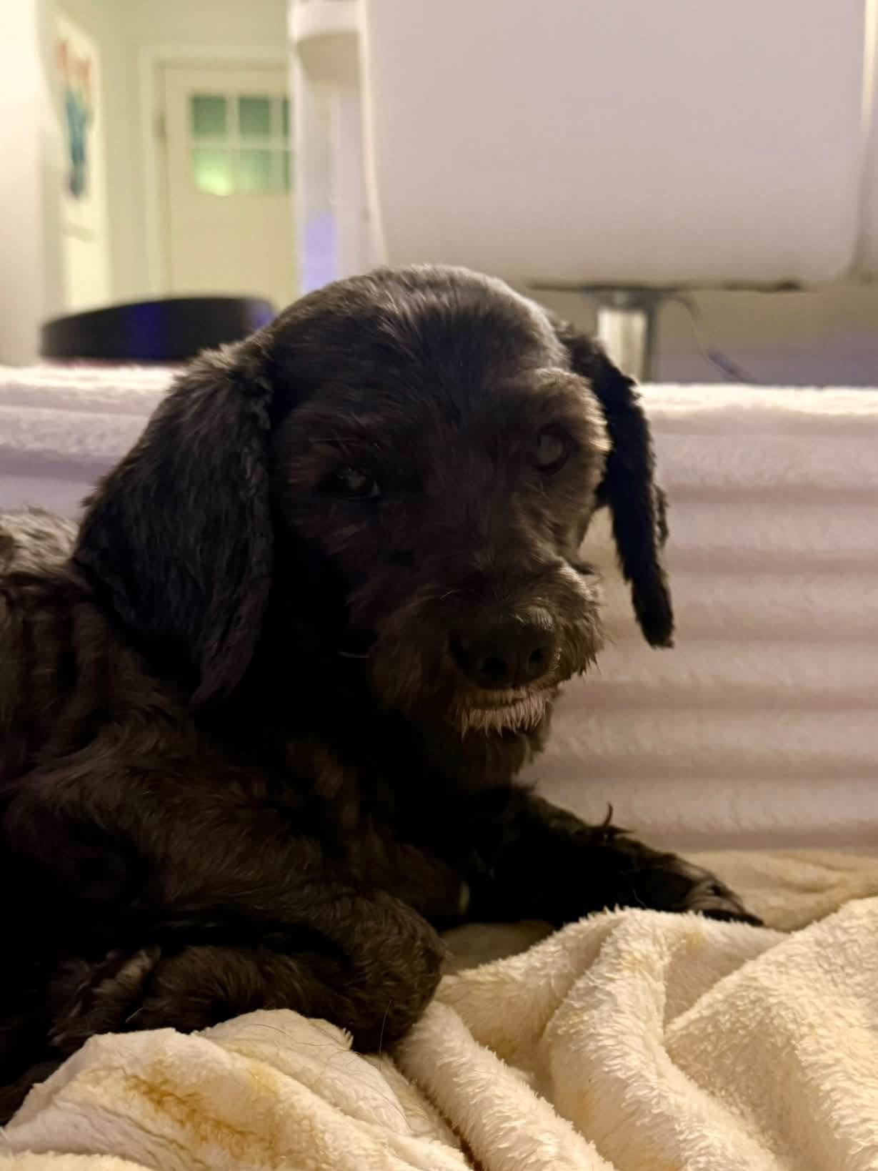 Archie