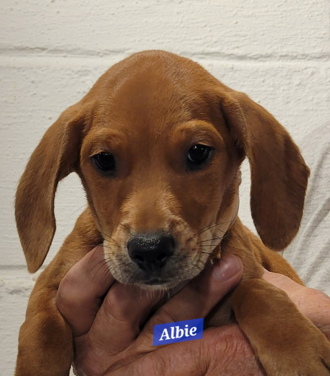 Albie