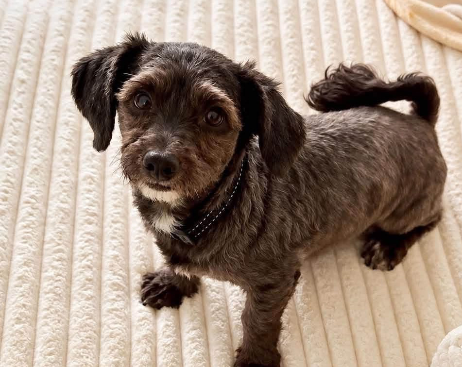 Archie