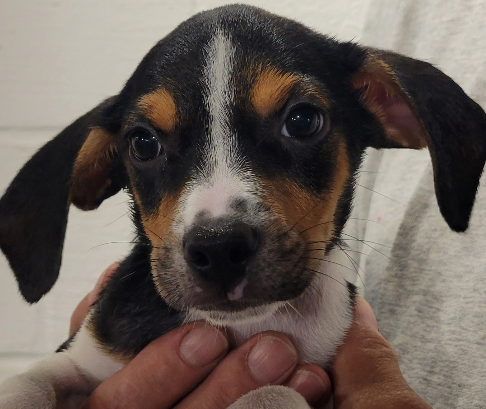 Auggie